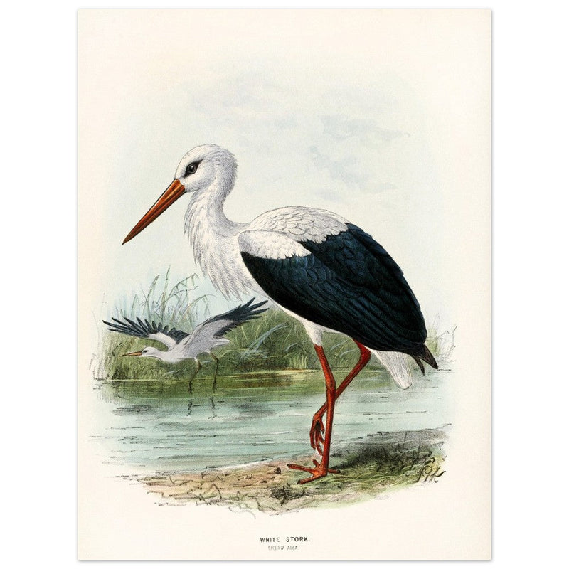 White stork. Vintage bird print .   XIX beautiful illustration of european birds collection.