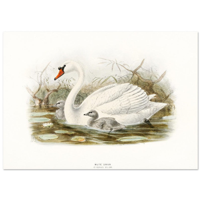 Mute swan . Vintage bird print .   XIX beautiful illustration of european birds collection.
