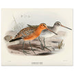 Redbreasted snipe birds. Vintage bird print.   XIX beautiful illustration of asian birds collection.