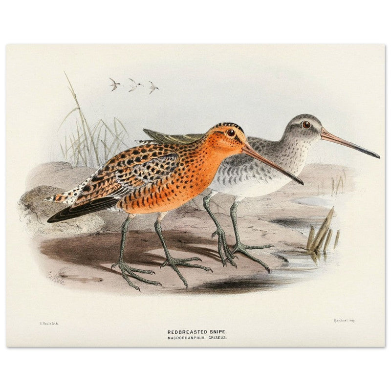 Redbreasted snipe birds. Vintage bird print.   XIX beautiful illustration of asian birds collection.