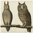 Scops Owl and Long-eared Owl vintage illustration.