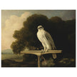 Greenland Falcon old oil paint  by George Stubbs.