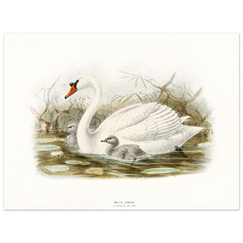 Mute swan . Vintage bird print .   XIX beautiful illustration of european birds collection.
