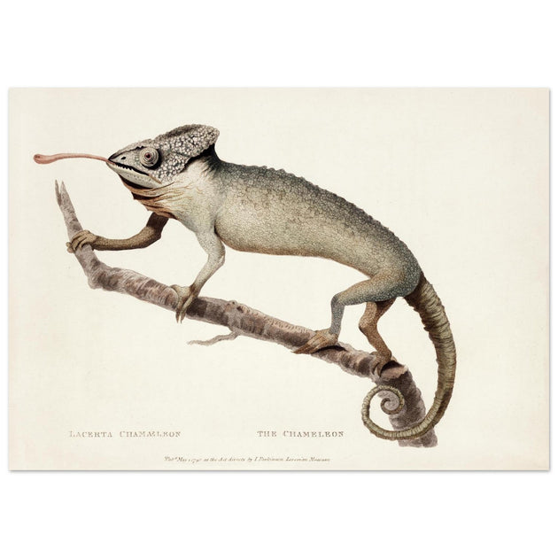 The Chameleon. Lacerta Chameleon by George Shaw 1792. Poster reproduction of an old historic illustration..