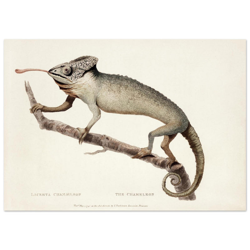 The Chameleon. Lacerta Chameleon by George Shaw 1792. Poster reproduction of an old historic illustration..