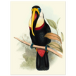 Toucan by John Gould XIX Century. Antique bird painting