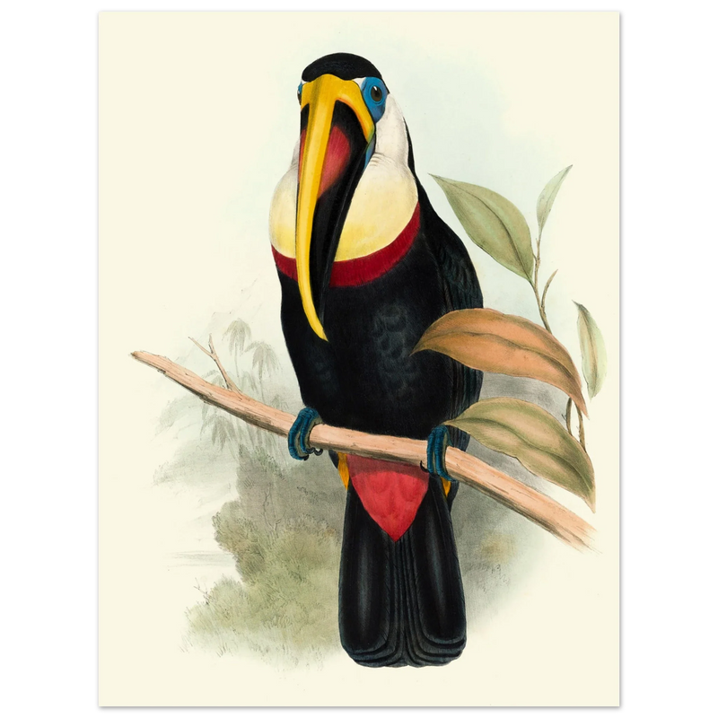 Toucan by John Gould XIX Century. Antique bird painting