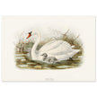 Mute swan . Vintage bird print .   XIX beautiful illustration of european birds collection.