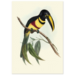 Toucan by John Gould XIX Century. Antique bird illustration