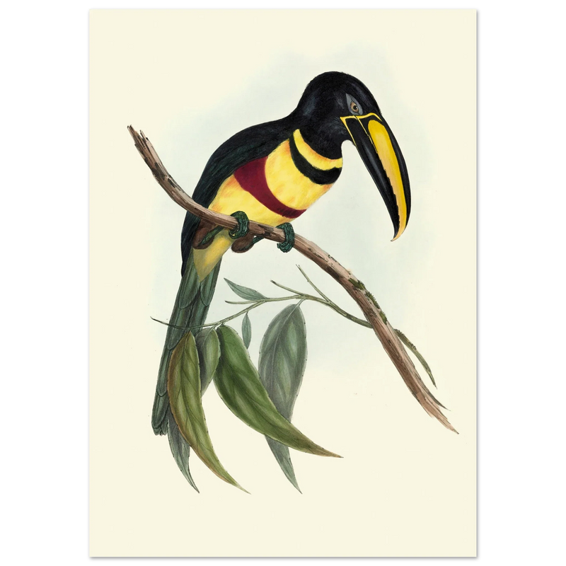 Toucan by John Gould XIX Century. Antique bird illustration