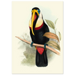 Toucan by John Gould XIX Century. Antique bird painting