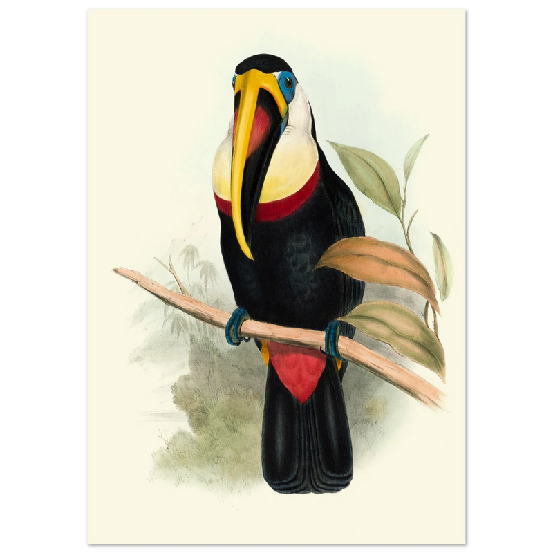 Toucan by John Gould XIX Century. Antique bird painting