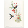 Hummingbirds  by John Gould XIX century . A Monograph of the Trochilidae.