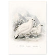 Willow and Rock Ptarmigan birds. Vintage bird print.   XIX beautiful illustration of european birds collection.