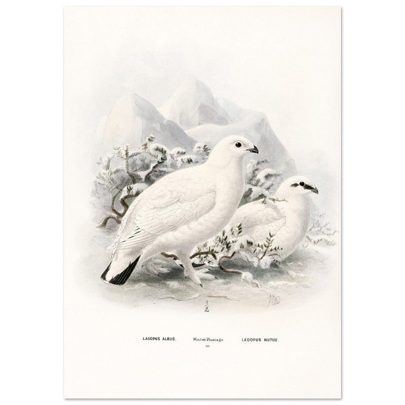 Willow and Rock Ptarmigan birds. Vintage bird print.   XIX beautiful illustration of european birds collection.