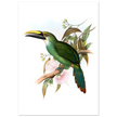 Art print / canvas of vintage green toucan by John Gould XIX Century. Antique bird painting