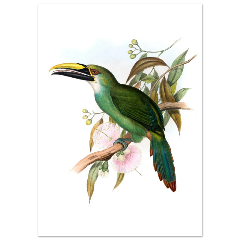 Art print / canvas of vintage green toucan by John Gould XIX Century. Antique bird painting