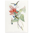Hummingbirds  by John Gould XIX century . A Monograph of the Trochilidae.