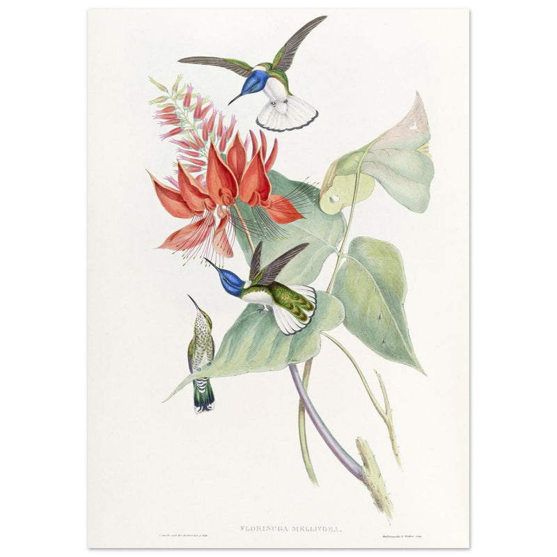Hummingbirds  by John Gould XIX century . A Monograph of the Trochilidae.