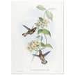 Hummingbirds  by John Gould XIX century . A Monograph of the Trochilidae. 4937