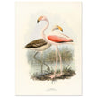 Flamingoes . Vintage bird print .   XIX beautiful illustration of european birds collection.
