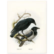 Carrion and hooded crows. Vintage bird print.   XIX beautiful illustration of european birds collection.