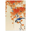 Great tit on paulownia branch by Ohara Koson woodblock print reproduction .