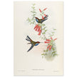 Hummingbirds  by John Gould XIX century . A Monograph of the Trochilidae.