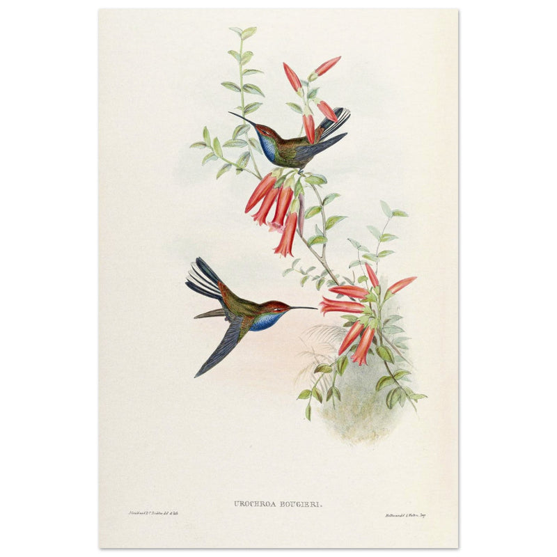 Hummingbirds  by John Gould XIX century . A Monograph of the Trochilidae.