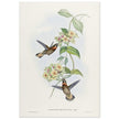 Hummingbirds  by John Gould XIX century . A Monograph of the Trochilidae. 4937