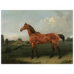 A Bay Horse in a Field by Edmund Bristow old painting 1825.