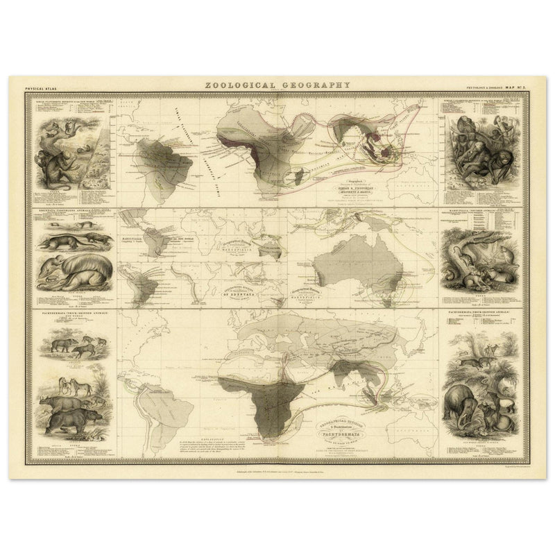 Mammiferous animal distribution old map  poster 1848 by Alexander Keith Johnston