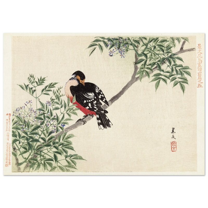 Black-red bird by Matsumura Keibun, 1892.