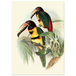 Art print of beautiful vintage toucans birds by John Gould XIX Century.