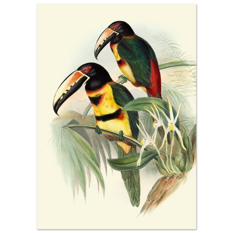 Art print of beautiful vintage toucans birds by John Gould XIX Century.