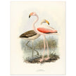 Flamingoes . Vintage bird print .   XIX beautiful illustration of european birds collection.