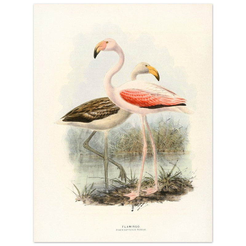 Flamingoes . Vintage bird print .   XIX beautiful illustration of european birds collection.