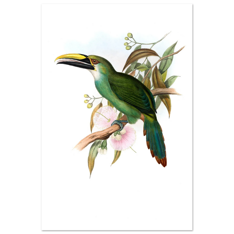 Art print / canvas of vintage green toucan by John Gould XIX Century. Antique bird painting