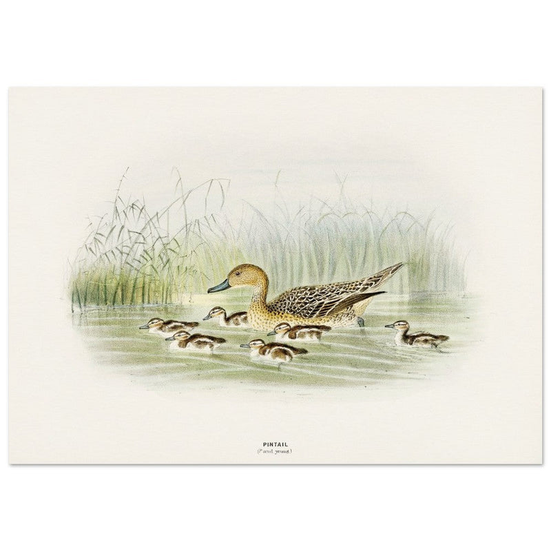 Pintail duck with duclings . Vintage bird print .   XIX beautiful illustration of european birds collection.