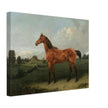 A Bay Horse in a Field by Edmund Bristow old painting 1825.