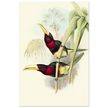 Art print of two vintage red toucans by John Gould XIX Century. Antique bird painting