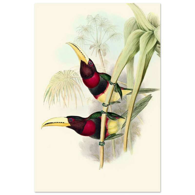 Art print of two vintage red toucans by John Gould XIX Century. Antique bird painting