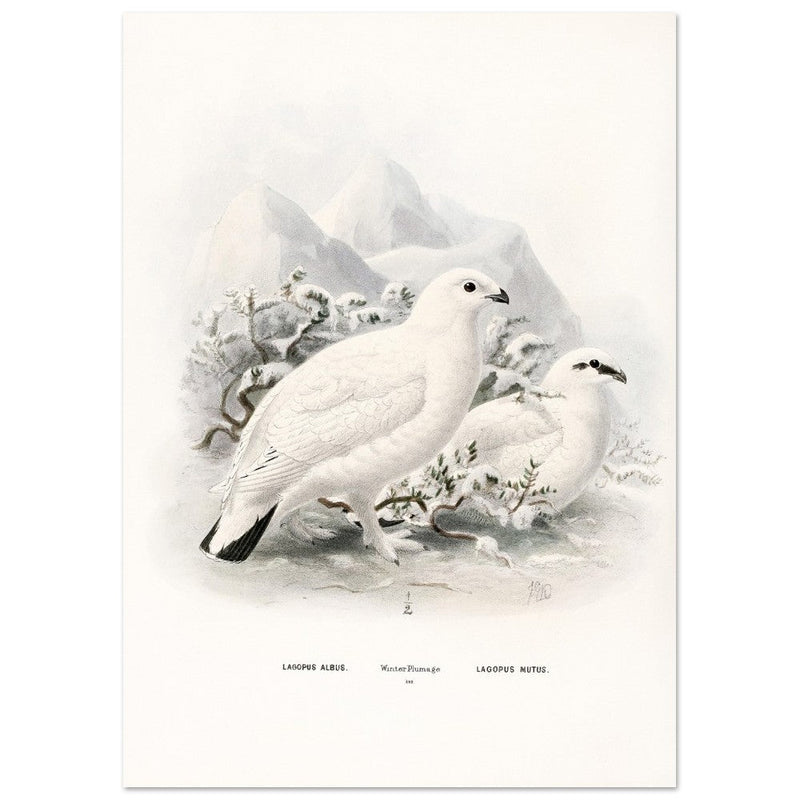 Willow and Rock Ptarmigan birds. Vintage bird print.   XIX beautiful illustration of european birds collection.