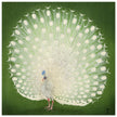 Peacock woodblock print by Ohara Koson
