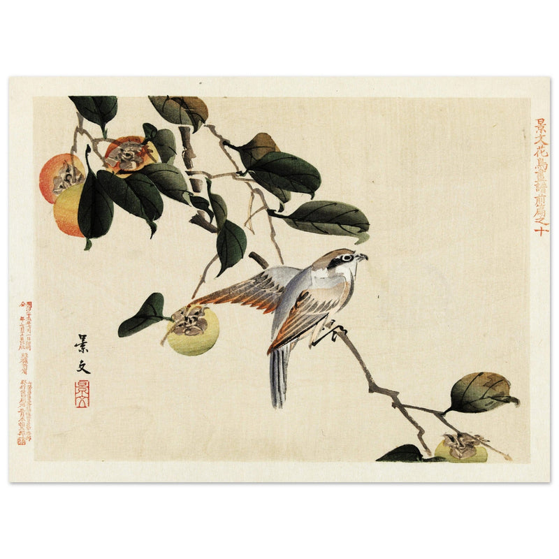 Bird and persimmon by Matsumura Keibun, 1892.