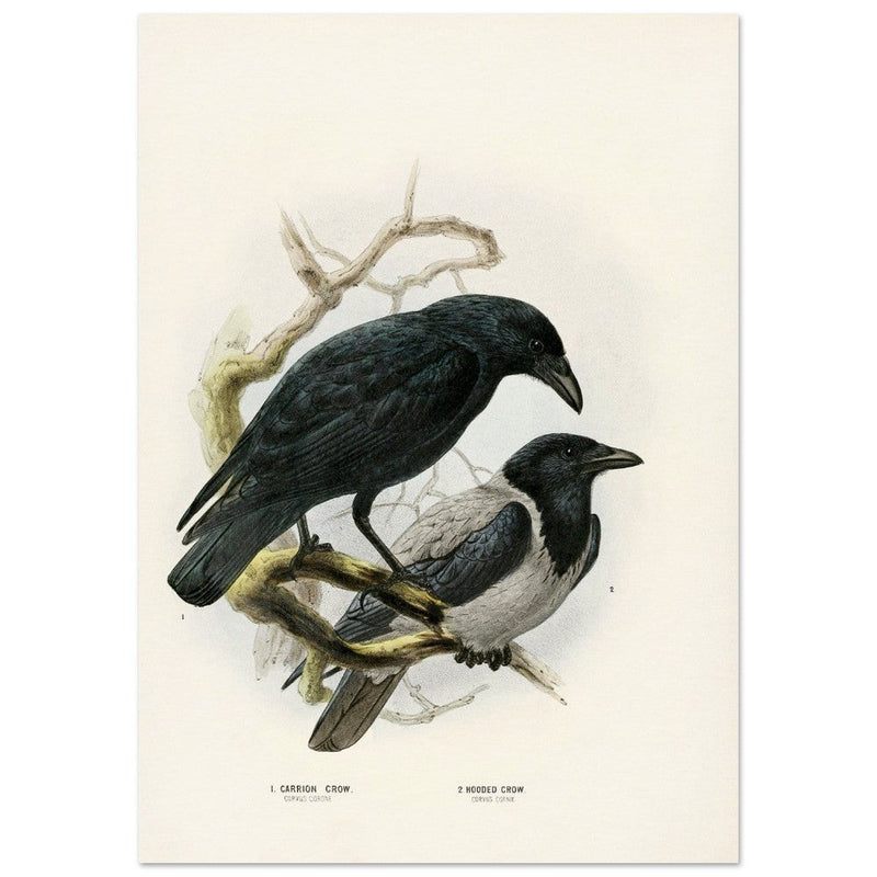 Carrion and hooded crows. Vintage bird print.   XIX beautiful illustration of european birds collection.