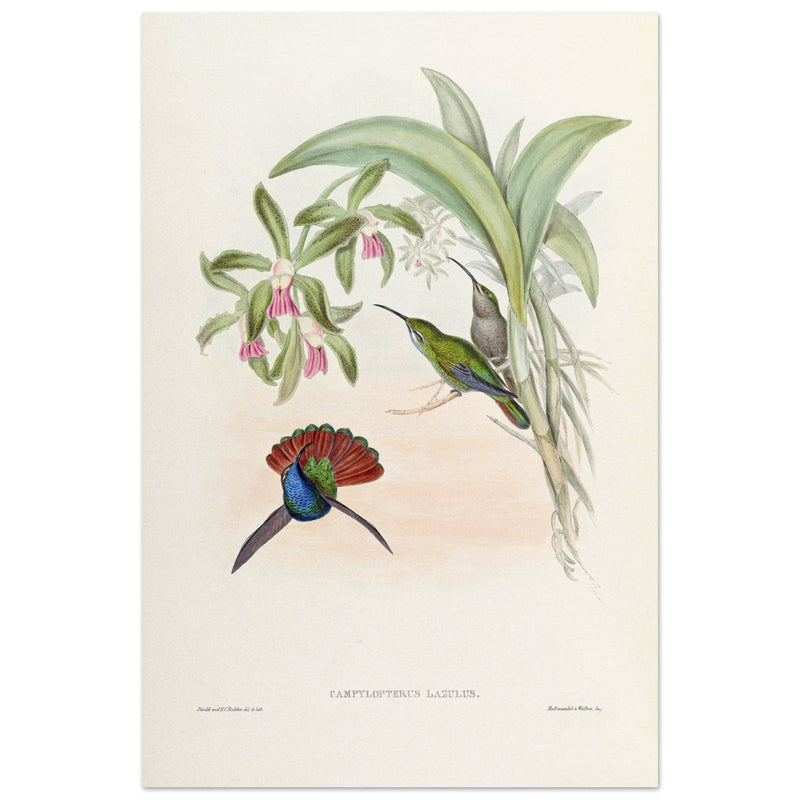 Hummingbirds  by John Gould XIX century . A Monograph of the Trochilidae. 4906