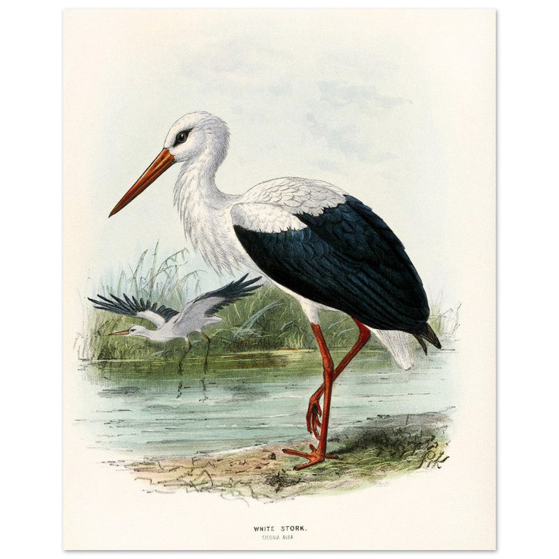 White stork. Vintage bird print .   XIX beautiful illustration of european birds collection.
