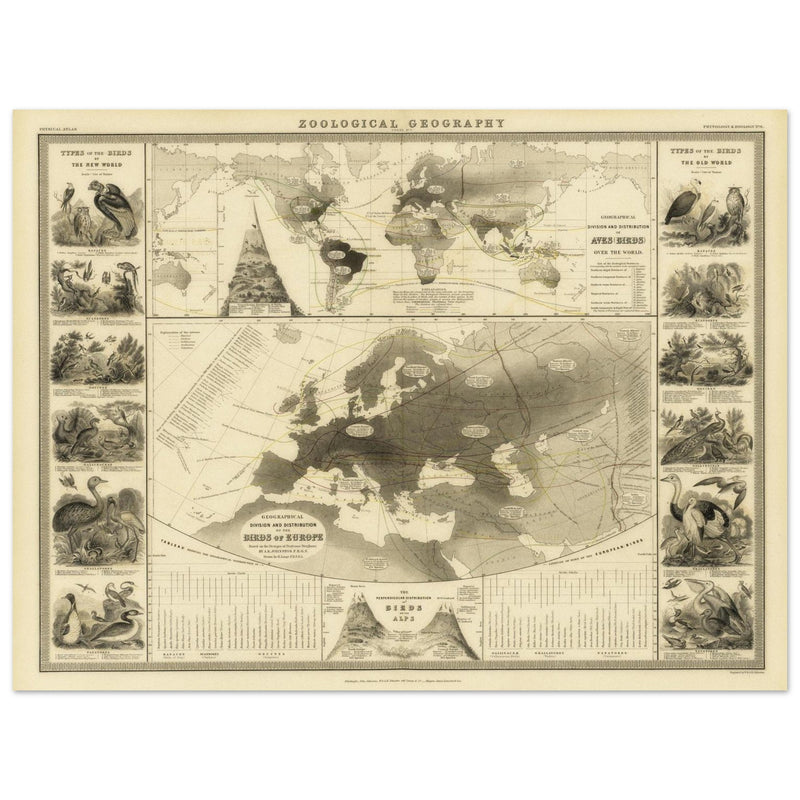 Birds in Europe illustrated vintage old map by Alexander Keith Johnston