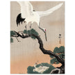 Japanese crane on pine branch by Ohara Koson